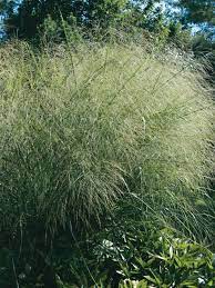 Cloud Nine Switchgrass Panicum Virgatum Ornamental Grasses Perennials Grass