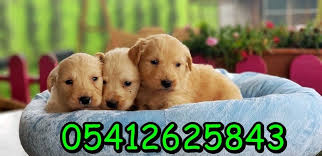 Golden Yavru 05412625843 Golden Yavru 05412625843 Kopek Kopekseverler Kopeksahiplendirme Kopekyavrusu Evcilhayvan Ev Golden Retriever Retriever Kopek