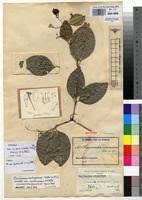 Image result for Hippocratea volkensii
