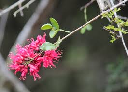 Image result for Schotia capitata