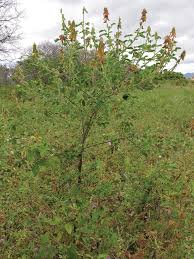 Image result for Crotalaria natalitia