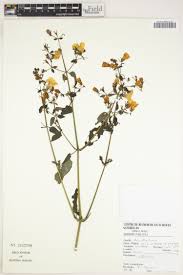 Image result for Crabbea nana