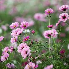 Pink Flowers Ipad Air Wallpaper Download Iphone Wallpapers Ipad Wallpapers One Stop Download More In Ht Ipad Air Wallpaper Pink Flowers Flower Wallpaper