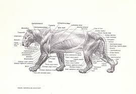 Tiger Muscle Anatomy Google Search Animal Study Lion Anatomy Anatomy