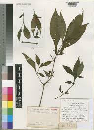 Image result for Acanthopale pubescens