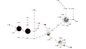 Image result for Marantochloa congensis