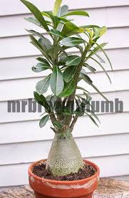 Image result for Adenium