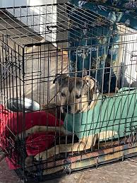 Leigh's Lost and Found