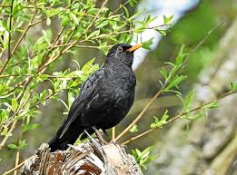 Jun 28, 2021 · la chasse à la glu, qui consiste à piéger des oiseaux sur des tiges enduites de colle, appelées gluaux, a définitivement été jugée illégale lundi par la plus haute juridiction. France Macron Interdit La Chasse A La Glu Pour Les Grives Et Les Merles Cette Annee Le Telegramme