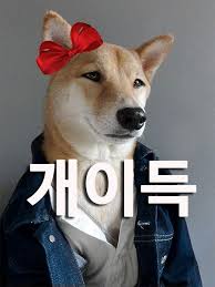 패션개이득