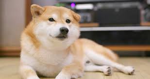 The latest tweets from @dogecoin Dogecoin Price Flies To Moon On Etoro Listing And Elon Musk For Rocket Fuel Forkast