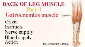 Muscles like biceps guteus maximus trapezuis rectus abdominus have multiple origin and insertion. Gastrocnemius Muscle Origin Insertion Nerve Supply Blood Supply And Action Youtube