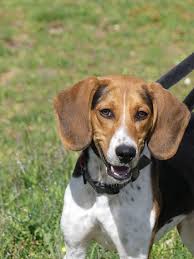 4 stunden täglich lieb allein zuhause zu bleiben. Beagle Entlaufen Gestohlen Zugelaufen Beagle In Not