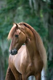 pin von tanja germann auf horses pferde tiere pferde fotografie