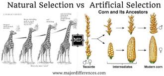 Download free natural selection simulation at phet answer key ostalo: What Is Natural Selection Definition