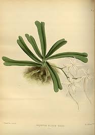 Image result for Aerangis kirkii