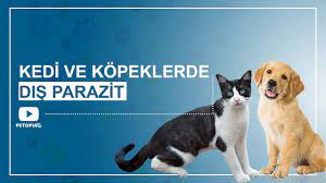 kedi ve kopeklerde parazitler 10 cok onemli s s s umraniye veteriner