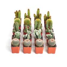 We also support organizations like reefcause.com, who work directly with conservation groups to sustain the animals and their homes. Cactus Succulents Plants Garden Flowers The Home Depot
