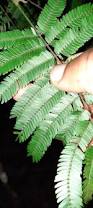 Image result for Newtonia buchananii
