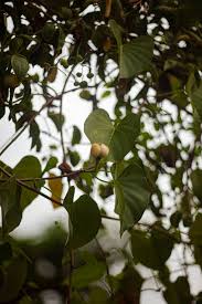 Image result for Ipomoea violacea