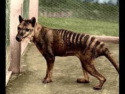 Thylacines first evolved around 23 million years ago and had become practically marsupial dogs. Tasmanian Tiger Thylacine Not Extinct Youtube