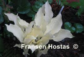 These plants are relatively easy to grow. Hosta White Feather Fransen Hostas