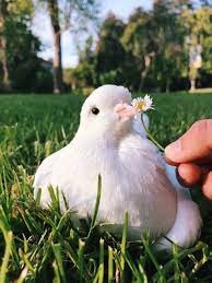 Pigeonmiu Happy Earth Day Let S Take Good Care Of This Beautiful Planet We Call Home Today And Everyday Cute Animals Pretty Animals Cute Little Animals