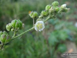 Image result for Wissadula