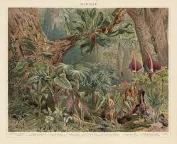Image result for Araceae