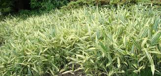 Image result for Pogonatherum paniceum