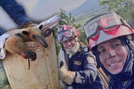 Lamentable: Murió la guagua loba, el animalito que resultó quemado en un  incendio