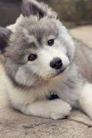 Teacup Pomsky Full Grown Google Search Hewan Bayi Anjing Anjing Husky
