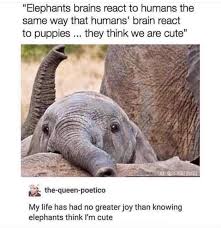 Hey Guys Look At That Cute Human Elephant Cute Animals Cute Elephant