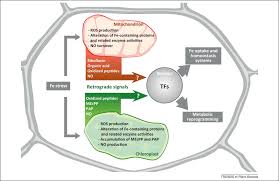 Plant mitochondrial genomes also contain fairly significant amounts of relatively short nuclear and chloroplast genomic sequences that appear to have been integrated at some time during evolution (2,3,8,9). Signals From Chloroplasts And Mitochondria For Iron Homeostasis Regulation Sciencedirect