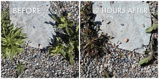 Hands Down The Best Way To Kill Weeds