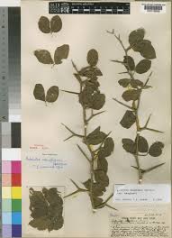 Image result for Balanites maughamii