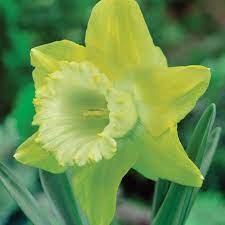 Daffodil Spellbinder Daffodil Bulbs Van Meuwen Daffodils Bulb Flowers Daffodil Bulbs