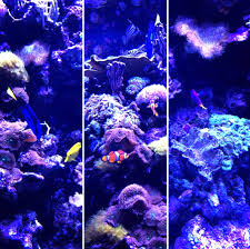 Looks Like Nemo Has Been Hiding At Ripley S Aquarium Myrtle Beach South Carolina Broadway At Myrtle Beach Attractions Broadway At The Beach Myrtle Beach