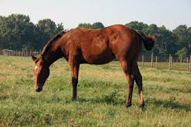 This proprietary blend of ingredients was made for horses who lack both selenium and vitamin e. How To Feed A Horse Understanding The Basic Principles Of Horse Nutrition Uga Cooperative Extension