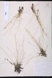 Image result for Eleocharis atropurpurea