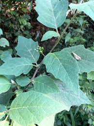 Image result for Solanum anguivi