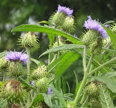 Image result for Vernonia lasiopus