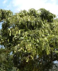 Image result for Albizia schimperiana