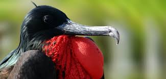 Christmas Adalari Firkateyn Kusu Frigatebird Sea Birds Species
