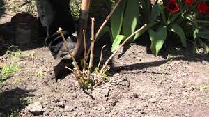 Maybe you would like to learn more about one of these? How To Relocate A Hydrangea Grow Guru Youtube