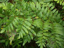 Image result for Osmunda regalis
