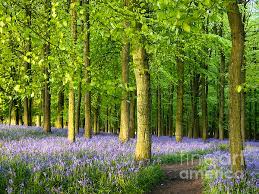 Path Through A Bluebell Wood By Elizabeth Debenham Wood Photograph Canvas Wall Art Fine Art America
