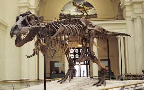 American Museum Of Natural History Field Museum Chicago Museum Field Museum