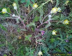 Image result for Dichilus reflexus