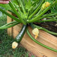 Image result for Cucurbita